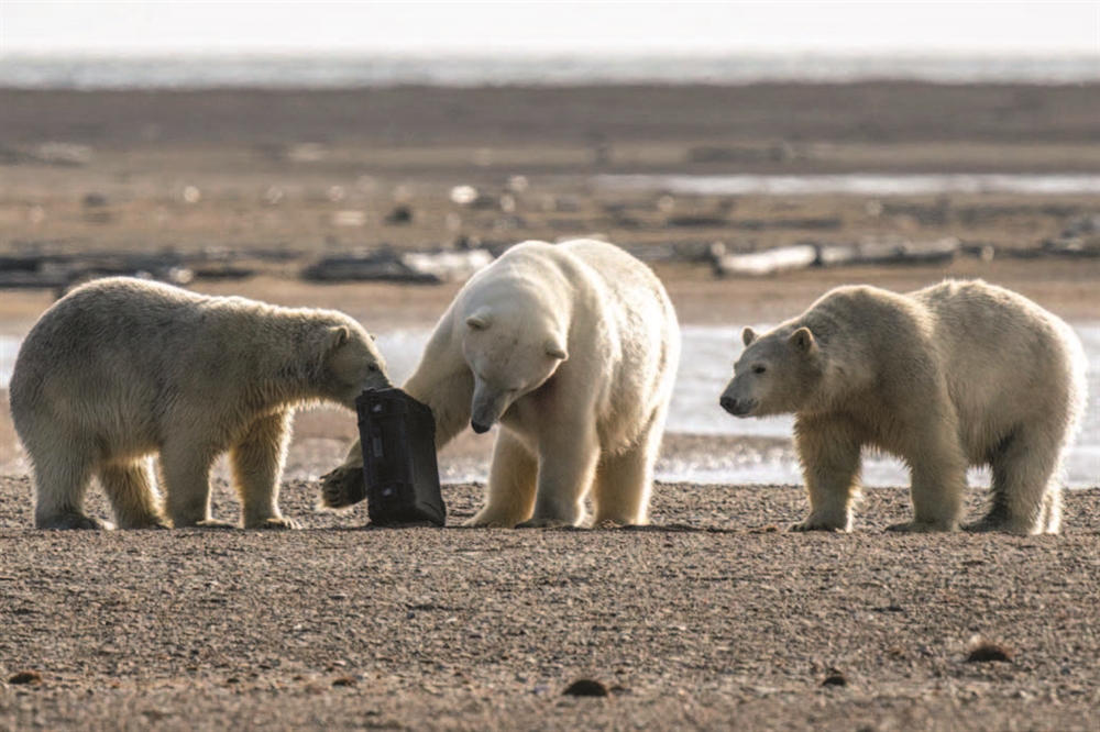  As Arctic Sea Ice Shrinks, Polar Bears Spend More Time on Land—and More Time Consuming Seabird Eggs